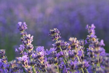 Purple flowers field in mid-June in the morning