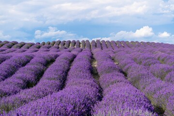 Fototapeta na wymiar Gorgeous lavender field in bloom