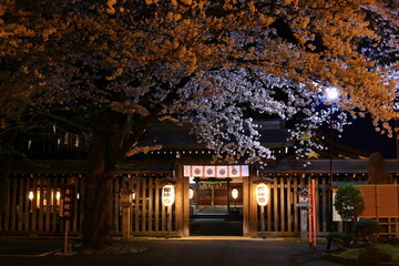 Fototapeta na wymiar ライトアップされた夜桜