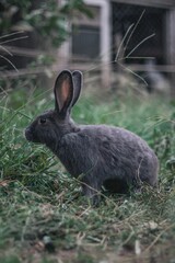 Beautiful closeup of a gray rabbit in the garden