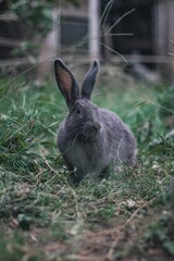 Fototapeta premium Beautiful closeup of a gray rabbit in the garden