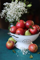 White flowers and red apples on a black background. Still life with juicy seasonal organic fruit in white colander on blue table. Vibrant colors of flowers and apples. Eating fresh concept. 