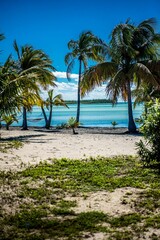 Fototapeta na wymiar Vertical of palm trees at the scenic Casuarina beach in the Bahamas with a display of turquoise sea