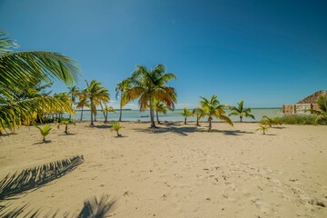 Palm trees at the sandy Casuarina beach in the Bahamas with a display of turquoise sea