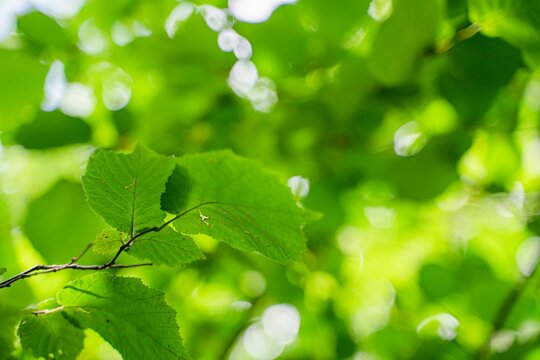 Selective focus view of green leaves growing in the greenery - an environmental background