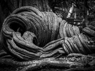 Grayscale close-up view of a twisted tree trunk in the woods