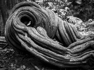 Grayscale close-up view of a twisted tree trunk in the woods