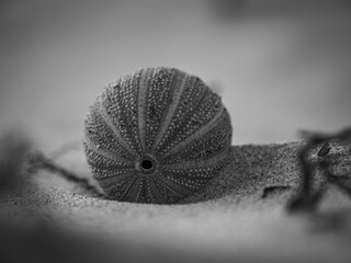 Grayscale close-up view of a sphere ornament on the sandy surface