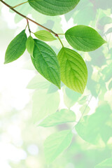 Fototapeta na wymiar Green Leaves Background