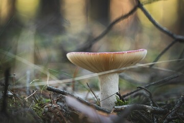 Closeup of a mushroom in grass under the sunlight - obrazy, fototapety, plakaty