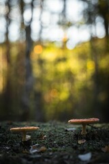 Closeup of a mushroom in grass under the sunlight