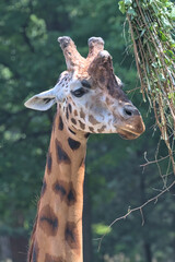 Head of a giraffe close-up on a background of green leaves. In the background are trees with beautiful bokeh. The concept of wild animals.