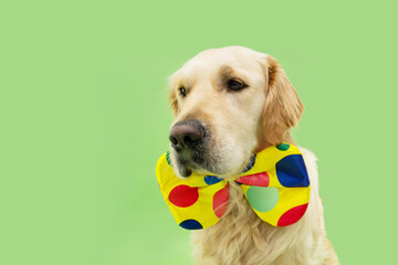 Portrait golden retriever puppy dog celebrating carnival, halloween wearing a clown bow tie....