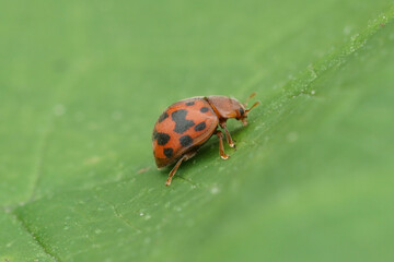 Closeup on the colorful red 24-spot ladybird, Subcoccinella vigintiquatuorpunctata on a green leaf