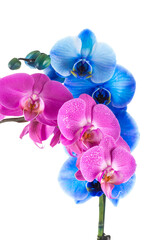 Fototapeta na wymiar orchid pink blue flower with water drops
