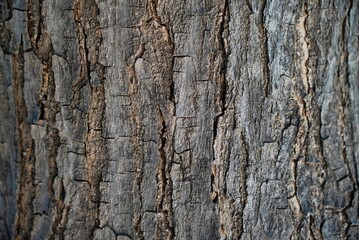 Oak tree bark texture background