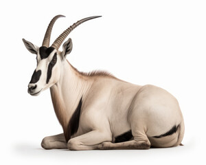 photo of Oryx beisa isolated on white background. Generative AI