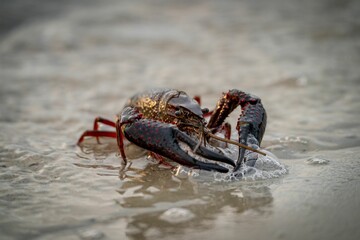 Fototapeta na wymiar Crayfish in the wet sandy beach with blur background, closeup shot