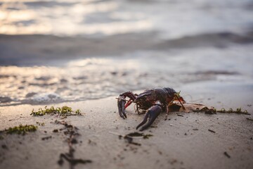 Crayfish in the wet sandy beach with blur background