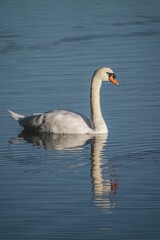 Swan enjoying in the reflecting water, vertical shot