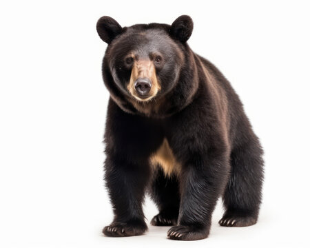 photo of American black bear (Ursus americanus) isolated on white background. Generative AI