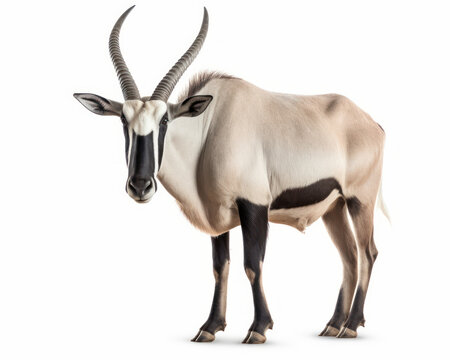 photo of Oryx beisa isolated on white background. Generative AI