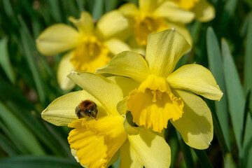 A bee pollinates Trevitana dwarf yellow daffodils in bloom