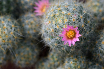 Cactus flower