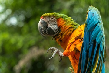 Closeup of a blue and yellow, colorful Macaw parrot captured against a blurred background