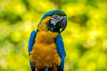 Closeup of a blue and yellow, colorful Macaw parrot captured against a blurred background