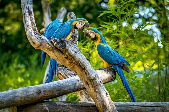 Closeup of a two blue and yellow Macaw parrots fighting with their beaks while perched on a wood