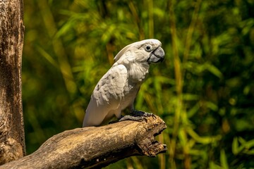 Closeup of a White cockatoo parrot, Cacatua alba perched on a tree branch, side profile