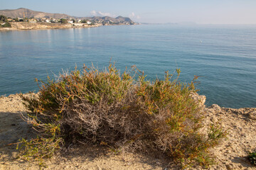 Plant near Almadrava Beach; El Campello; Alicante; Spain