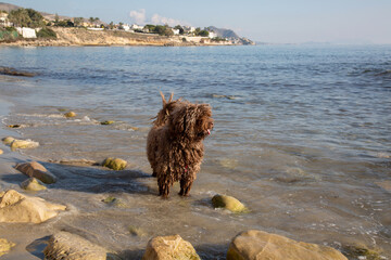 Spanish Water Dog on Almadrava Beach; El Campello; Alicante; Spain - 592947163