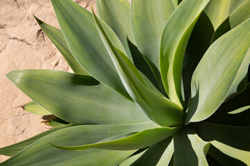 Plant Detail with Green Leaves