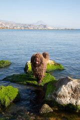 Spanish Water Dog in Rocks on El Campello Beach, Alicante; Spain - 592947180