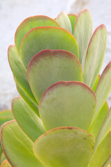 Cactus Leaf Detail in Benidorm; Alicante; Spain - 592947187
