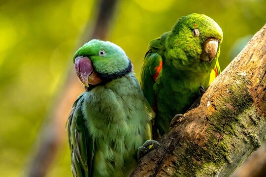 Closeup of an Echo parakeets, Psittacula eques green parrots against a blurred background