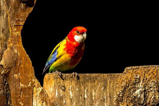 Closeup of a Eastern rosella parrot, Platycercus eximius perched on wood against a black background