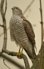Buzzard (Buteo buteo) in a chestnut tree in Berlin.