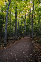 Vertical shot of pathway between green trees in autumn