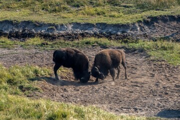 Adult American bison males fighting for the domination in a field on a sunny day