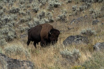 Adult American bison walking in a grassland on the hill during daytime
