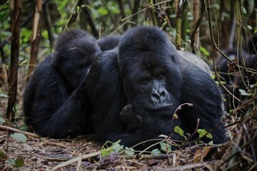 Beautiful shot of two gorillas in a jungle