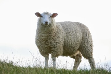 Naklejka na ściany i meble Beautiful shot of a sheep on a grass field