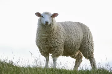 Gordijnen Beautiful shot of a sheep on a grass field © Dab/Wirestock Creators