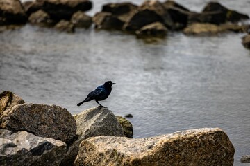 Black bird on a rock at the Outer Banks NC