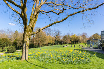 Obraz premium Tree and yellow narciissus flowers in the hills of Hardt in Wuppertal, Germany