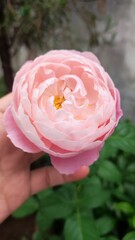 Hand holding a pink rose in bloom