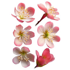 realistic cherry blossom, petal without background, Generate Ai